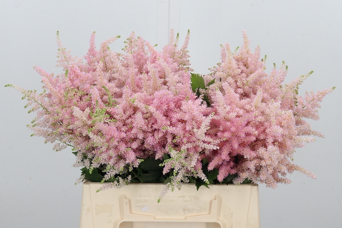 <h4>Astilbe Europa Roze</h4>