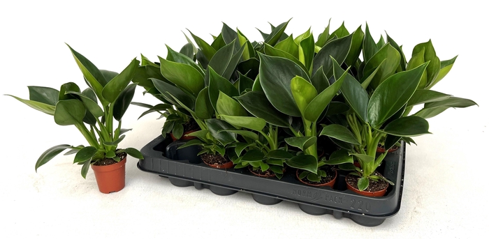 <h4>PHIL OVERIG</h4>