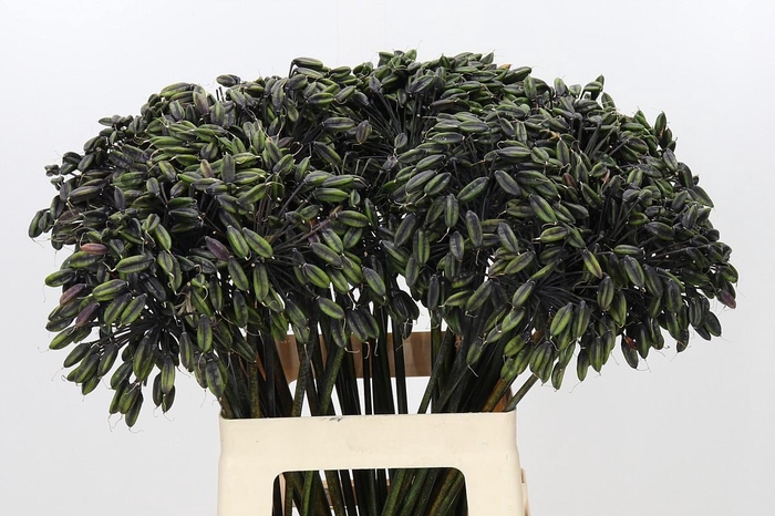 <h4>Agapanthus Seed</h4>