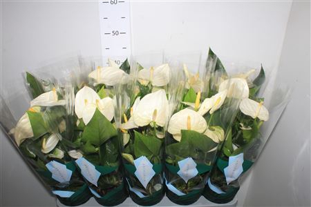 <h4>Anthu A Samora 5+</h4>