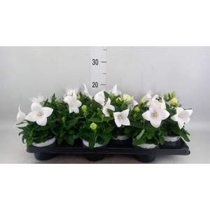 Platycodon grand. 'Astra White'