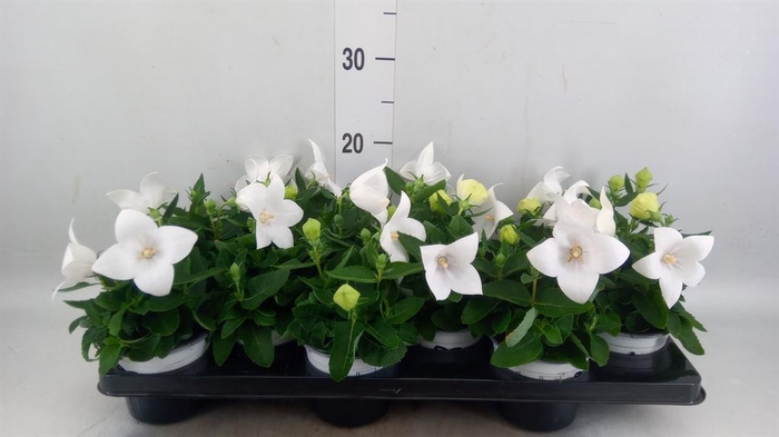<h4>Platycodon grand. 'Astra White'</h4>
