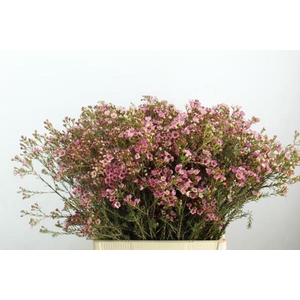 Chame Adi Bloeiend Rose Extra