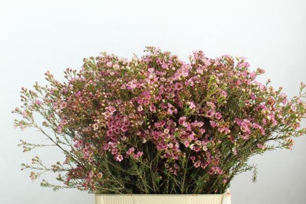 <h4>Chame Adi Bloeiend Rose Extra</h4>