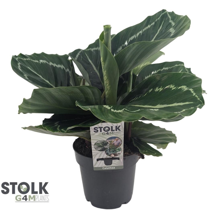 <h4>Calathea 14cm 'Roseopicta Green'</h4>