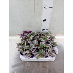 Tradescantia albif. 'Nanouk'