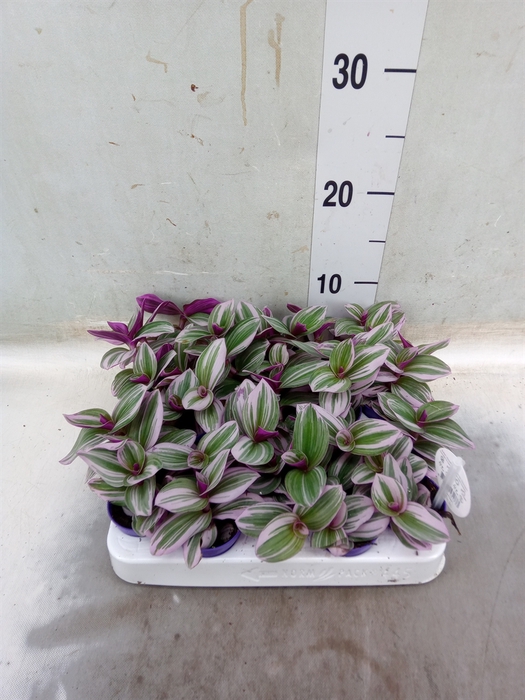 <h4>Tradescantia albif. 'Nanouk'</h4>