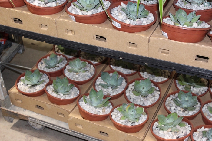 <h4>AGAVE PARRYI C18</h4>