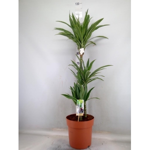 Dracaena fr de 'Warneckei'