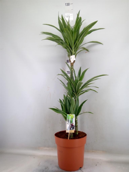 <h4>Dracaena fr de 'Warneckei'</h4>
