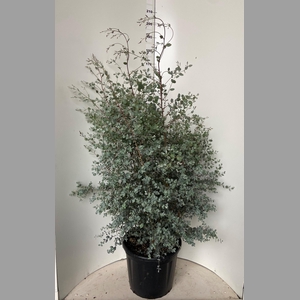 EUCAL GUNNII