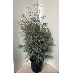EUCAL GUNNII