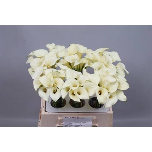 Calla Snowstar Kallaland