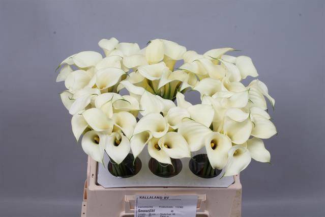<h4>Calla Snowstar Kallaland</h4>