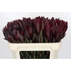 Leucadendron Saf Sunset Dark R.