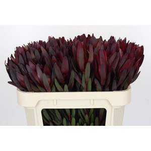 Leucadendron Saf Sunset Dark R.