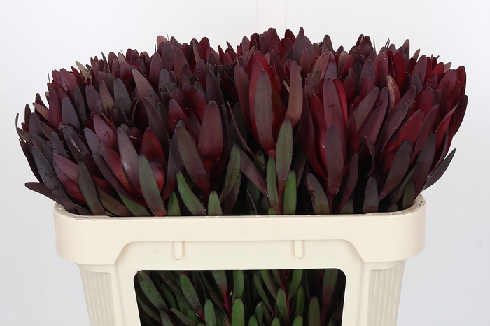 Leucadendron Saf Sunset Dark R.