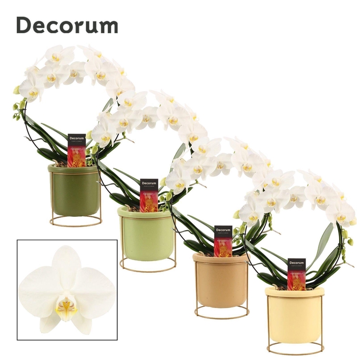 <h4>Phalaenopsis boog wit in Lynn (Silent moods-collection)</h4>