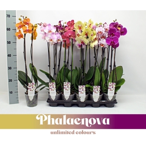 PHAL GEM