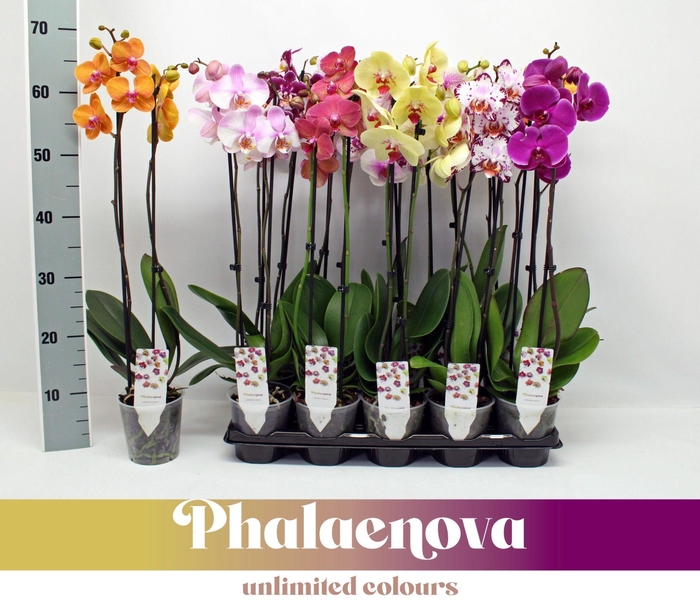 PHAL GEM
