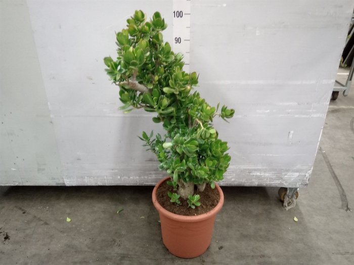 <h4>Crassula ovata</h4>