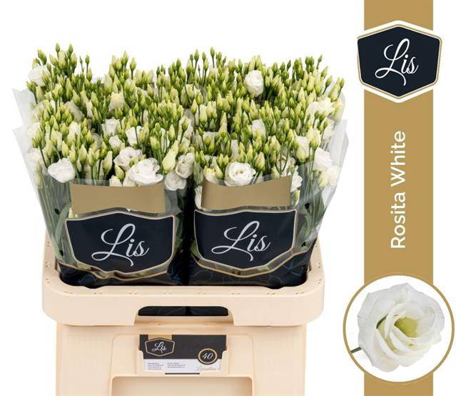 <h4>EUS G ROSI WHITE@PROMO</h4>