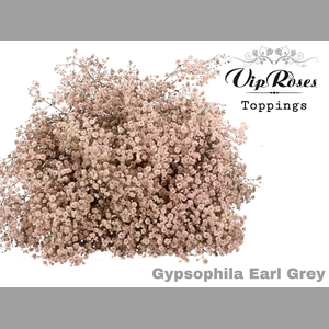 GYPS PA EARL GREY