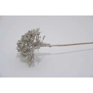 IRON BUSH OP STOK