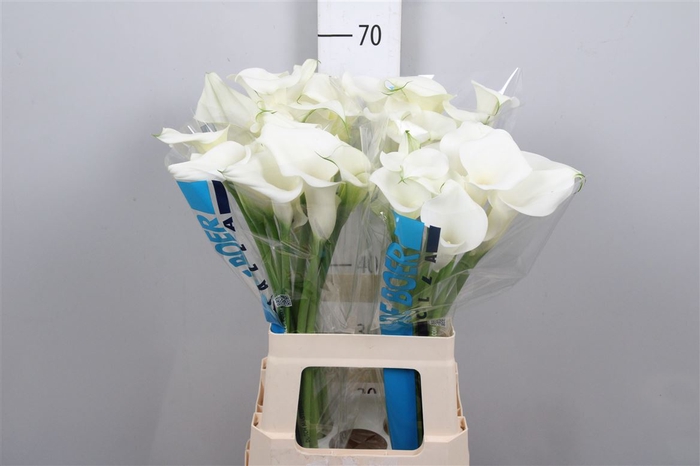 <h4>Zant White Art</h4>