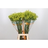 Anethum Graveolens