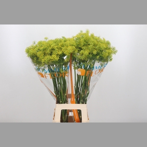 Anethum Graveolens
