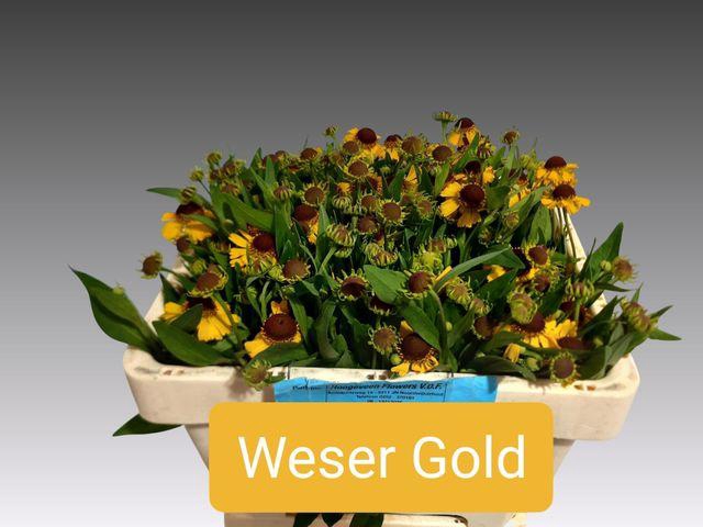 <h4>HELEN GOLD</h4>
