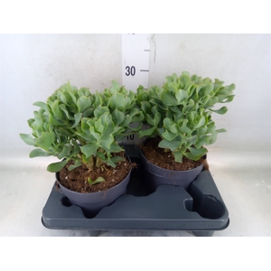 Crassula arborescens 'Curly'