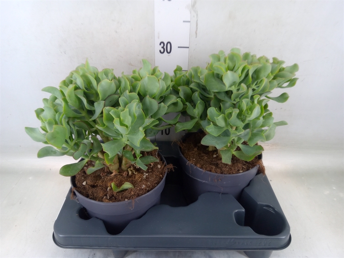 <h4>Crassula arborescens 'Curly'</h4>