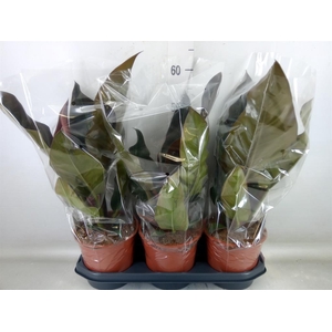 Philodendron  'Imperial Red'