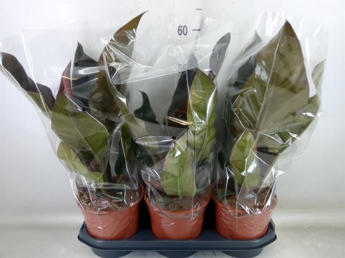 <h4>Philodendron  'Imperial Red'</h4>