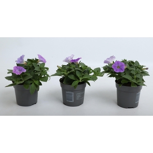 Petunia Famous Sky Blue
