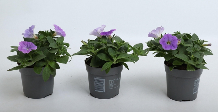 <h4>Petunia Famous Sky Blue</h4>