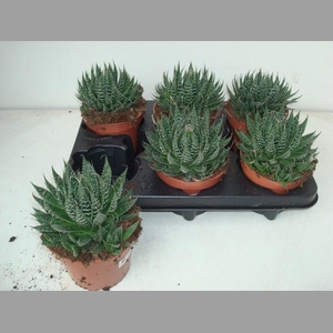 ALOE ARISTATA