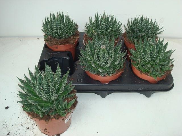 <h4>ALOE ARISTATA</h4>