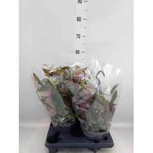 Aeschynanthus marmoratus