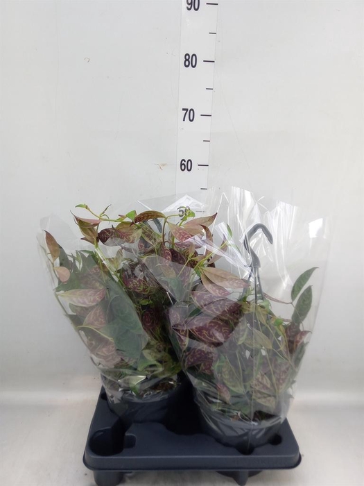 <h4>Aeschynanthus marmoratus</h4>