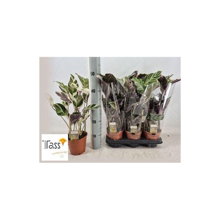 <h4>Calat Fusion White</h4>