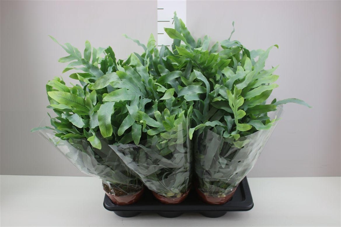 <h4>Phlebodium Aureum Blue Star</h4>