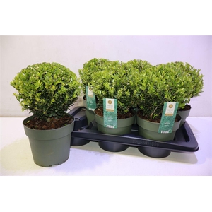 Ilex Crenata Jenny