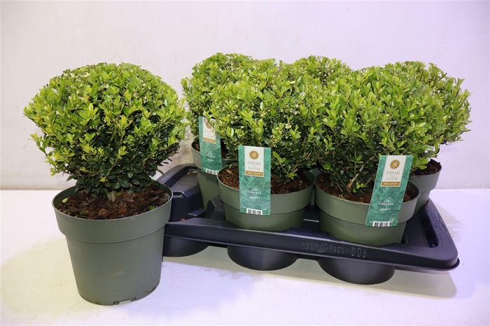 <h4>arr8 Ilex Crenata Jenny</h4>