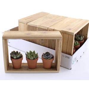 ARR SUCCULENTEN