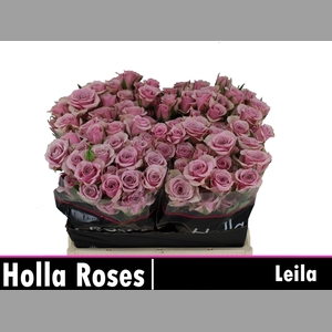 R TR LEILA
