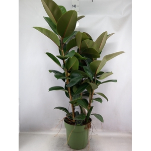 Ficus elastica 'Robusta'