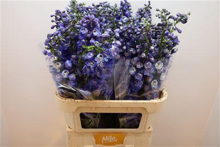 <h4>Delph Du Guard Blue</h4>